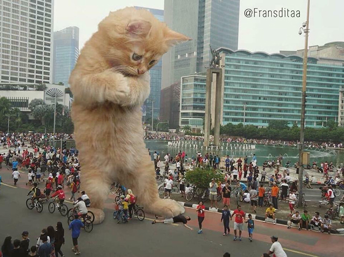 giant cats funny