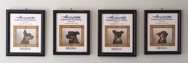 man works from home makes dog employee of the quarter
