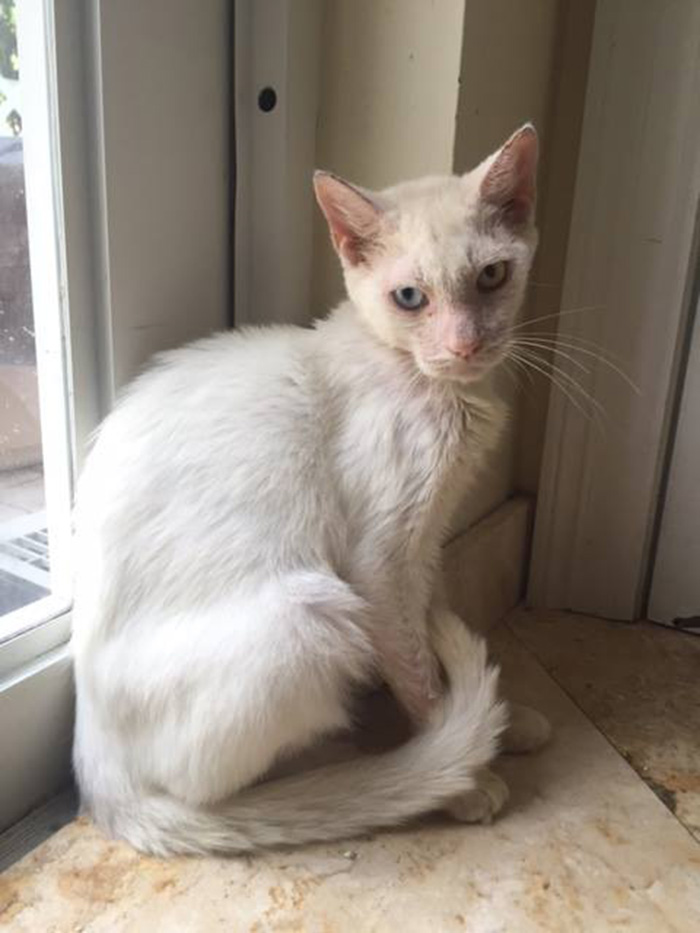 woman rescues cat beautiful eyes