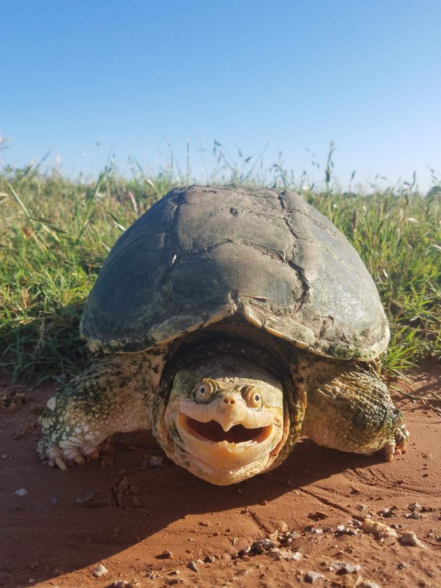 a5drz-snapping-turtle.jpg