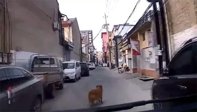 dog leads ambulance to owner