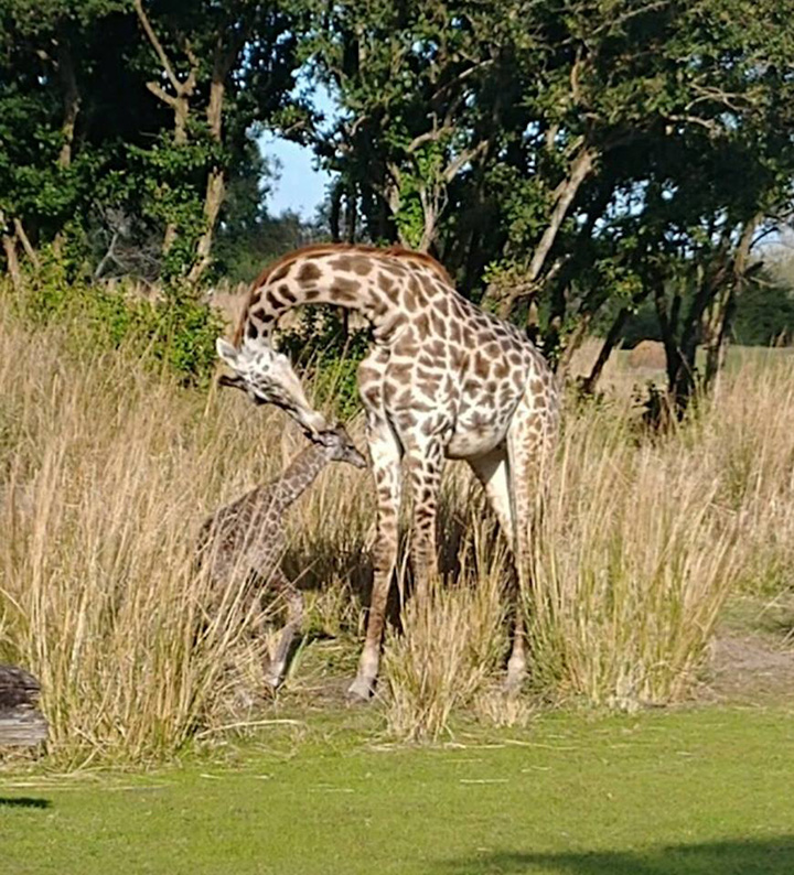 giraffe born during Disney safari