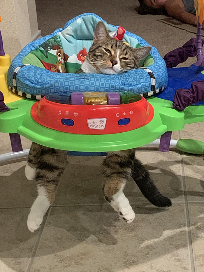 cat relaxing in jumper