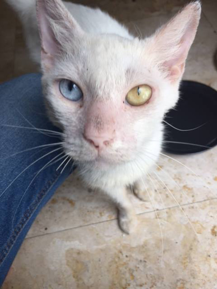 woman rescues cat beautiful eyes