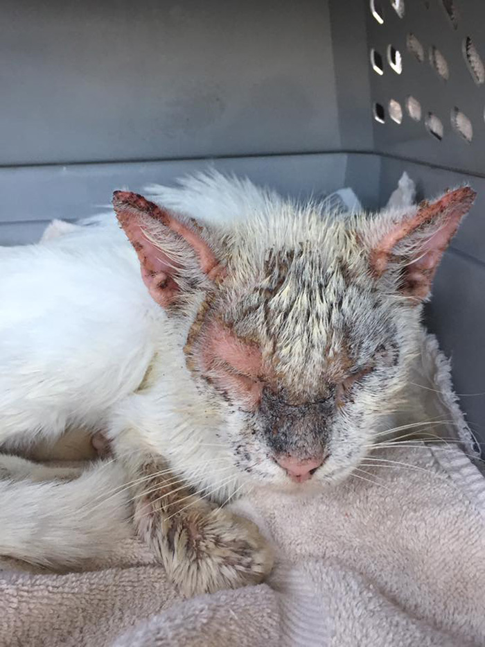 woman rescues cat beautiful eyes