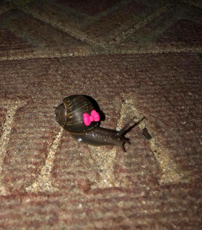 snail friend returns