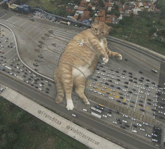 giant cats funny