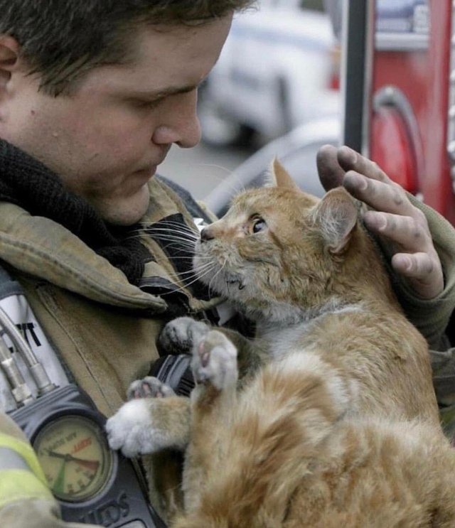 cat looks at fireman who saved him