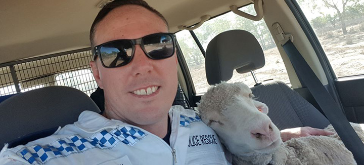 cop helps sheep