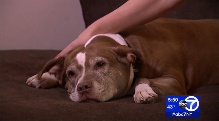 pit bull saves family gas leak