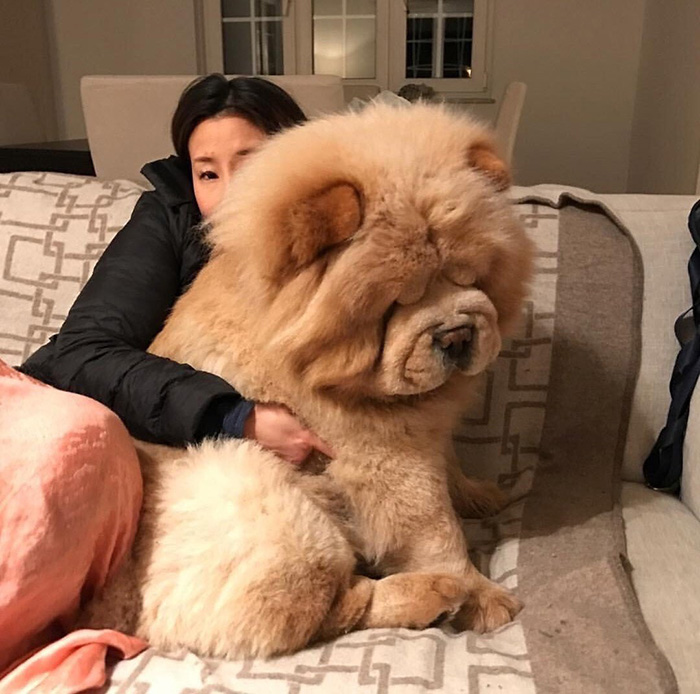 big fluffy dog looks like a bear