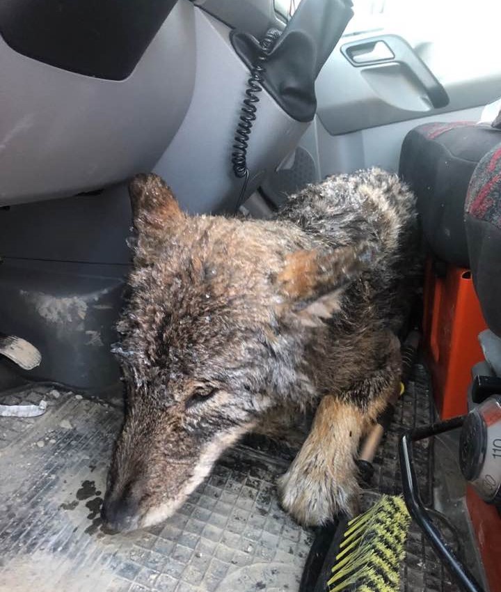 construction workers rescue wolf by accident