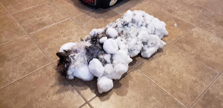frozen cat rescued
