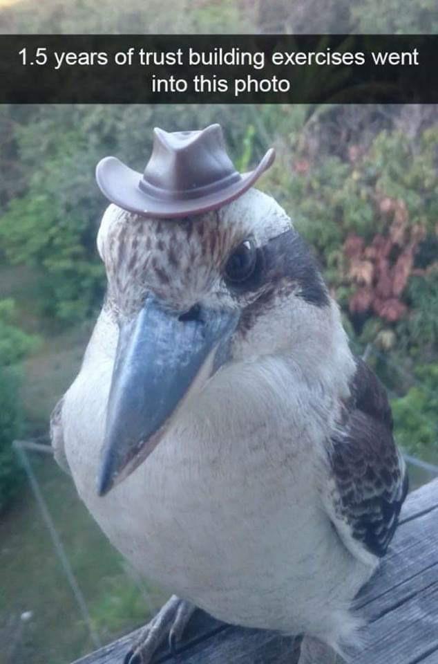 bird with cowboy hat