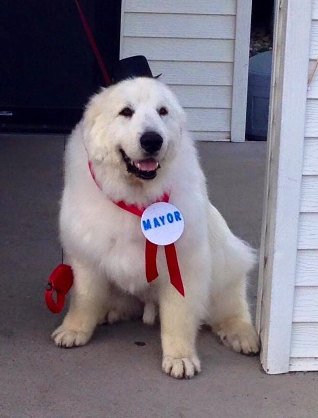 duke the dog mayor dies