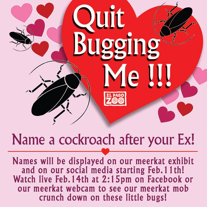 This Zoo Will Name A Cockroach After Your Ex And Then Feed It To A Meerkat On Valentine's Day Cch1w-cockroach-after-ex-zoo