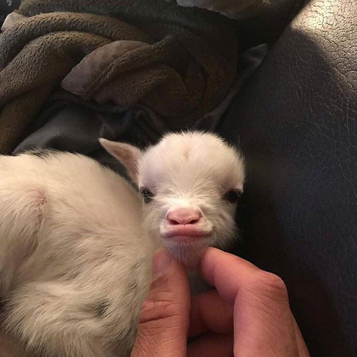 the cutest baby goat