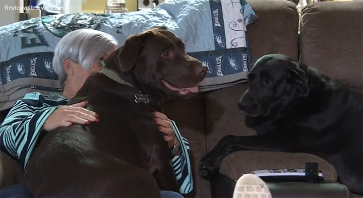 dogs save owner who had stroke