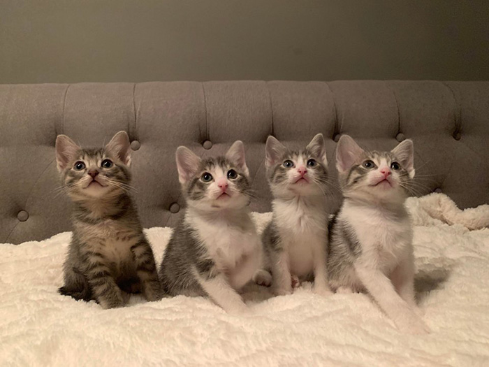 kjgar-foster-kittens.jpg