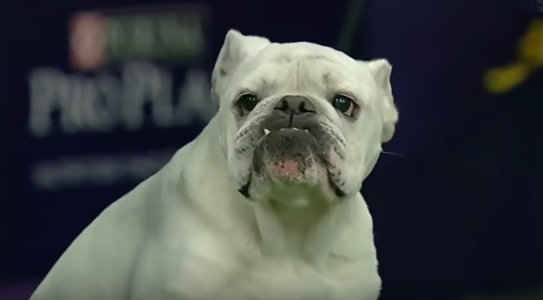 westminster agility bulldog