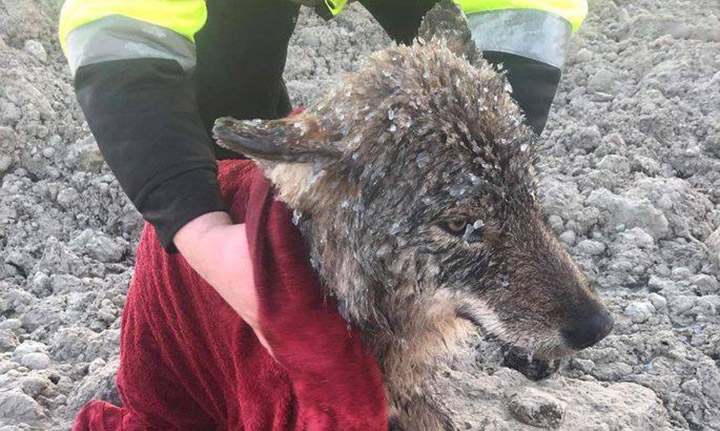 construction workers rescue wolf by accident