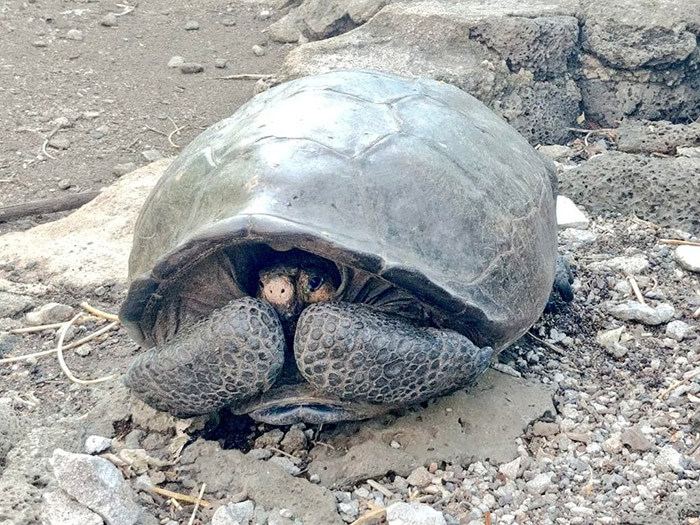 extinct galapagos tortoise found alive 100 years