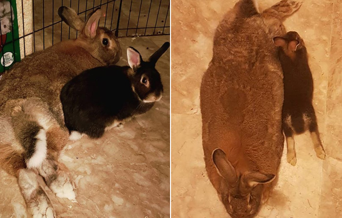 Meet Lilly And Romeo - The Cutest Rabbit Couple In The World Meet Lilly And Romeo - The Cutest Rabbit Couple In The World - 700 x 446 jpeg 125kB