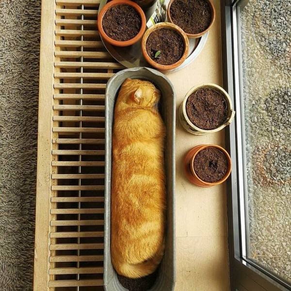 thdsf-bread-loaf.jpg