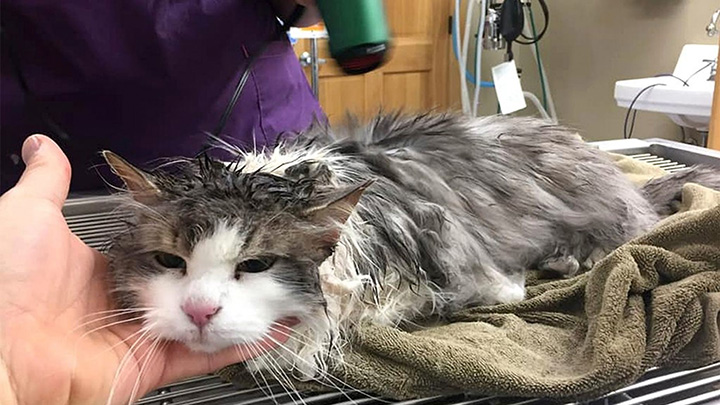 frozen cat rescued