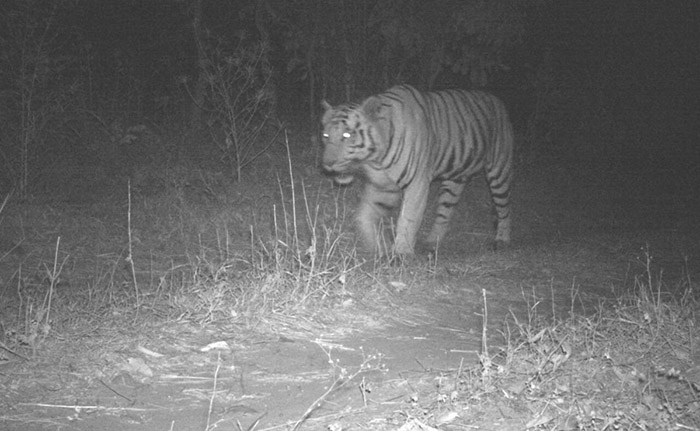 tiger in india