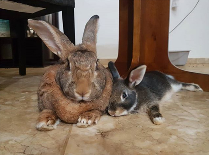 lilly romeo rabbit couple