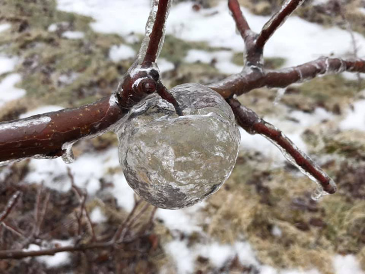 ghost apples