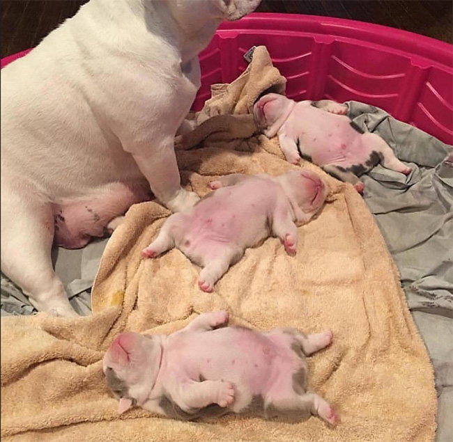 Puppies in a milk coma