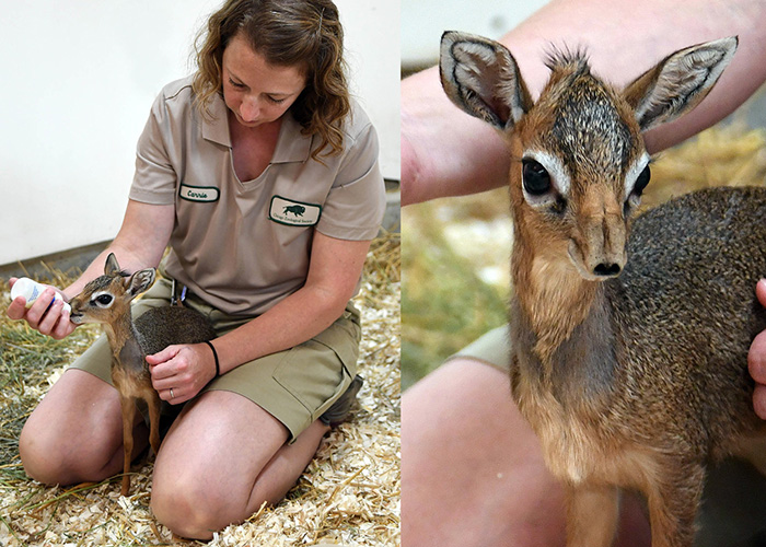 Bottle-feeding a dik-dik
