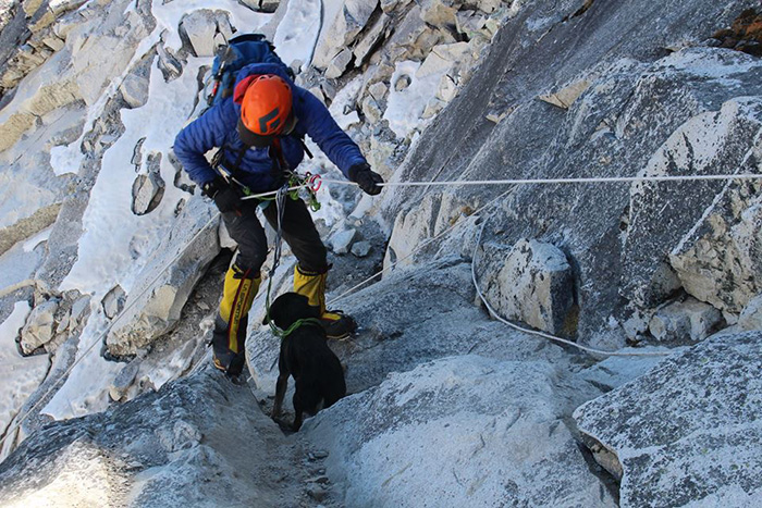 stray dog climbs Himalayan summit
