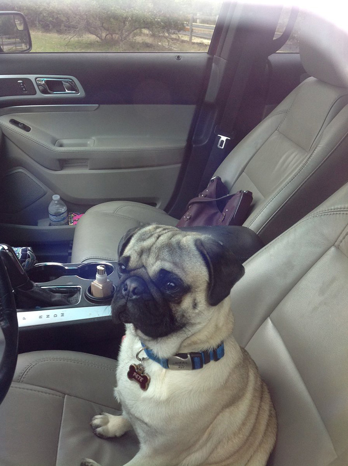 pug locks mom out of car