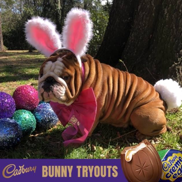 english bulldog henri wins easter bunny cadbury