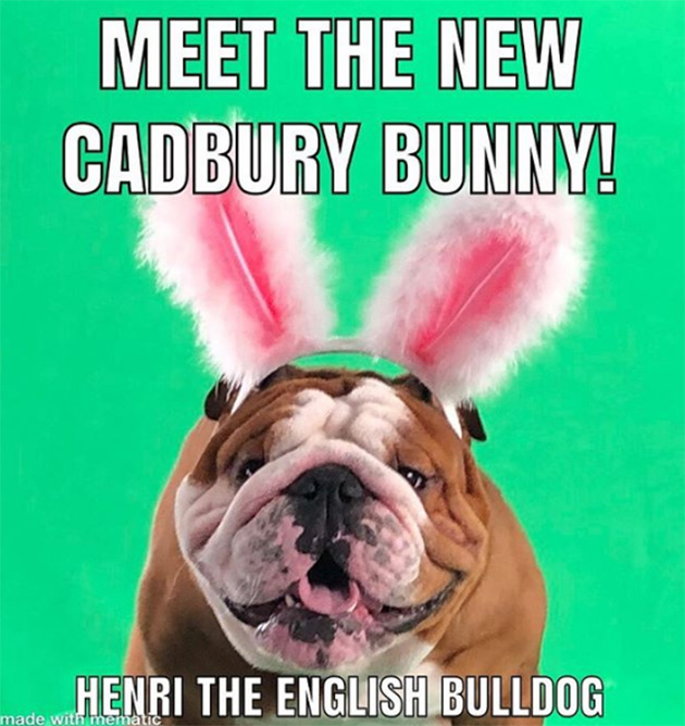 english bulldog henri wins easter bunny cadbury