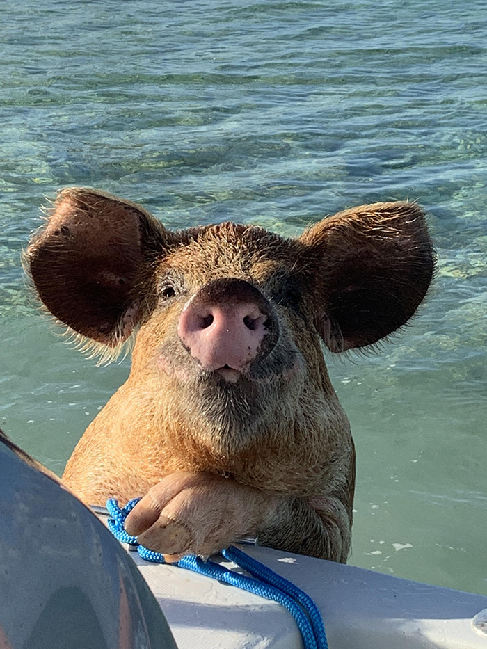 swimming pig comes to say hi