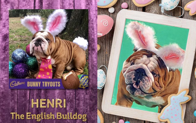 english bulldog henri wins easter bunny cadbury