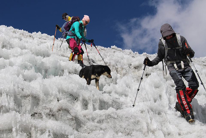 Image result for Stray dog follows climbing expedition to become first to reach Himalayan summit