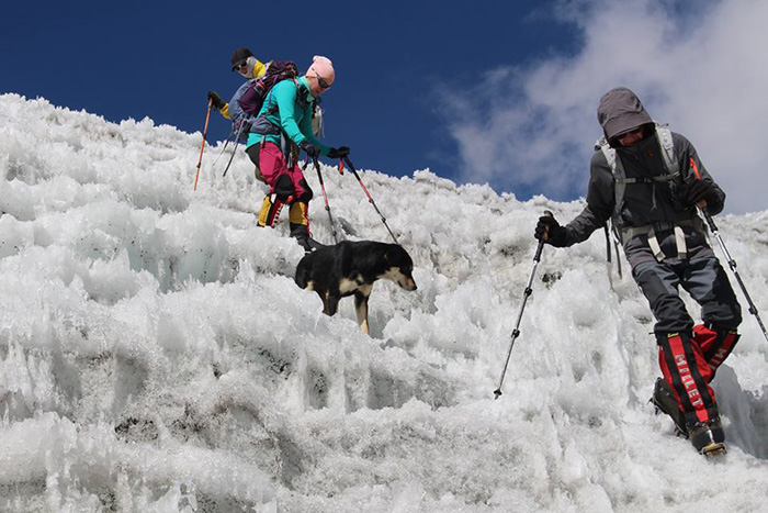 stray dog climbs Himalayan summit