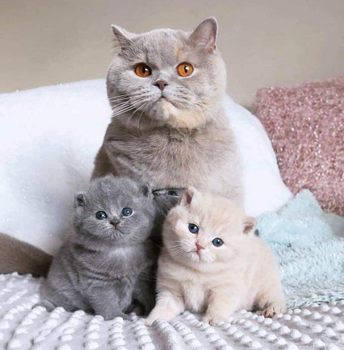 9v3b3-cat-family.jpg