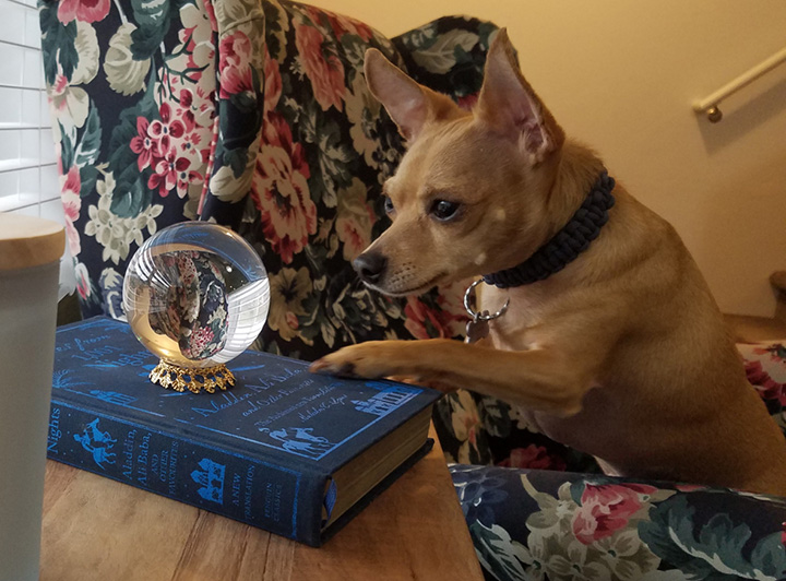 dog crystal ball