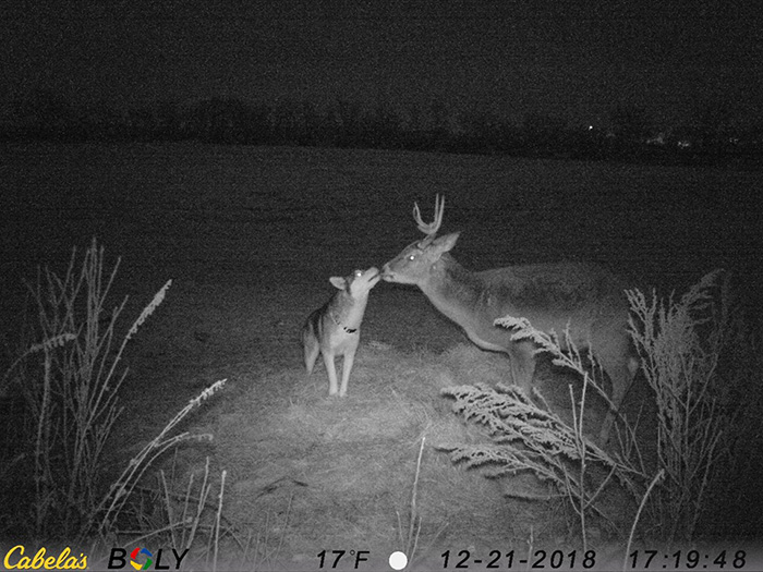 dog wanders away from home to hang out with deer