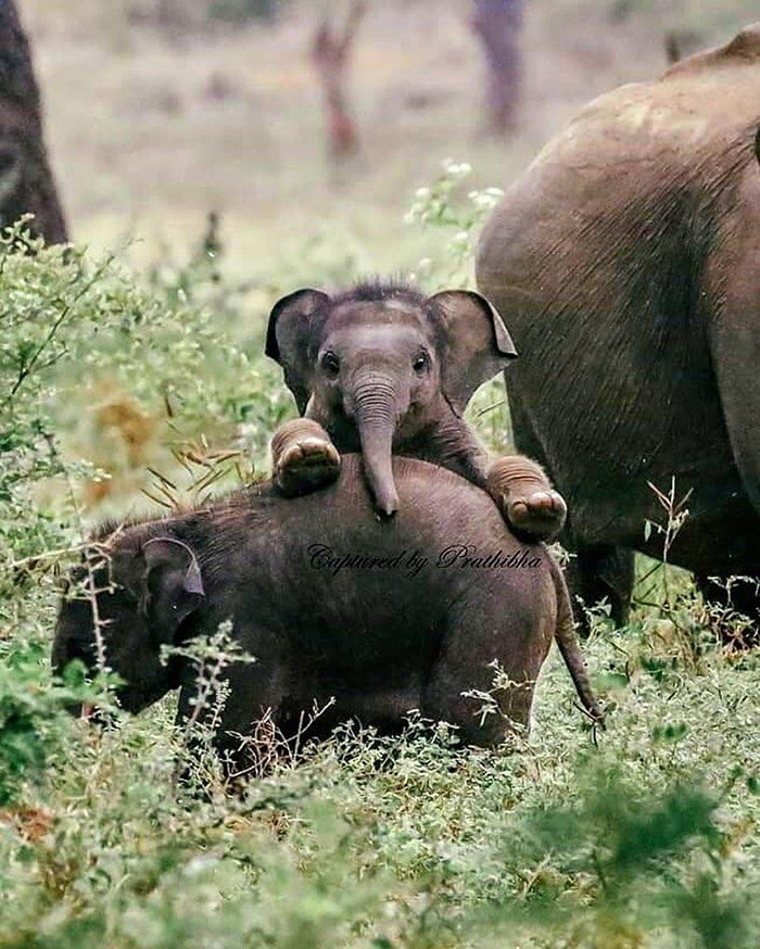 photogenic baby elephant