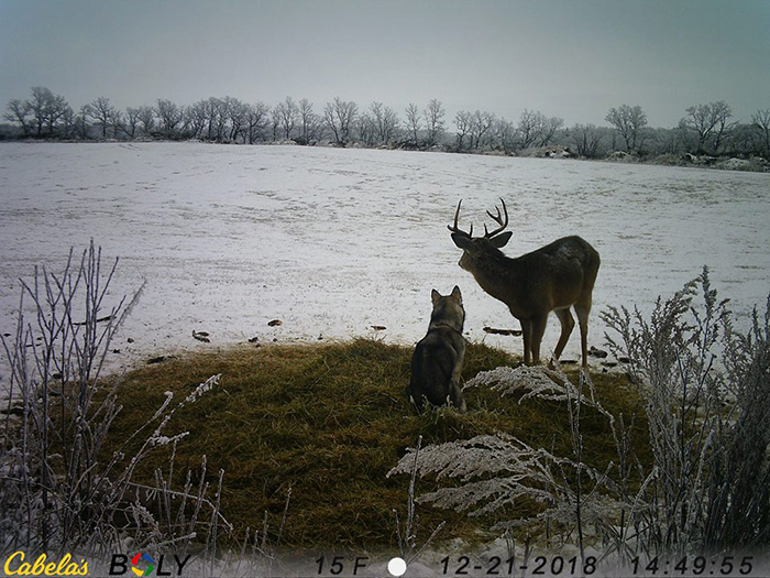 dog wanders away from home to hang out with deer