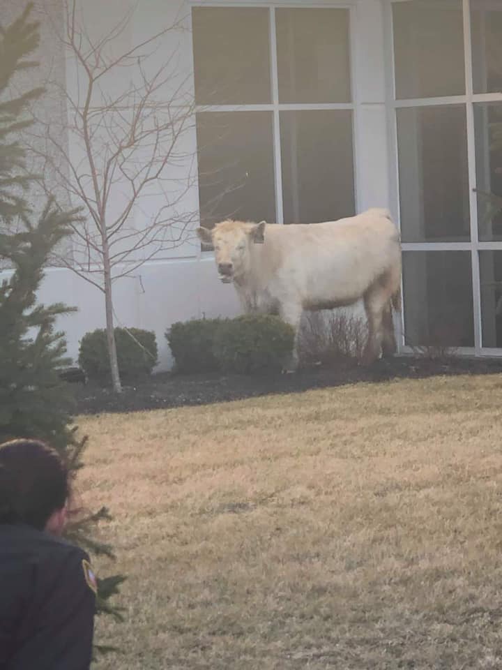 police find runaway cow at chic fila 
