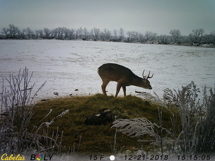 dog wanders away from home to hang out with deer