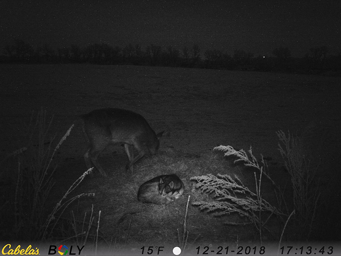 dog wanders away from home to hang out with deer